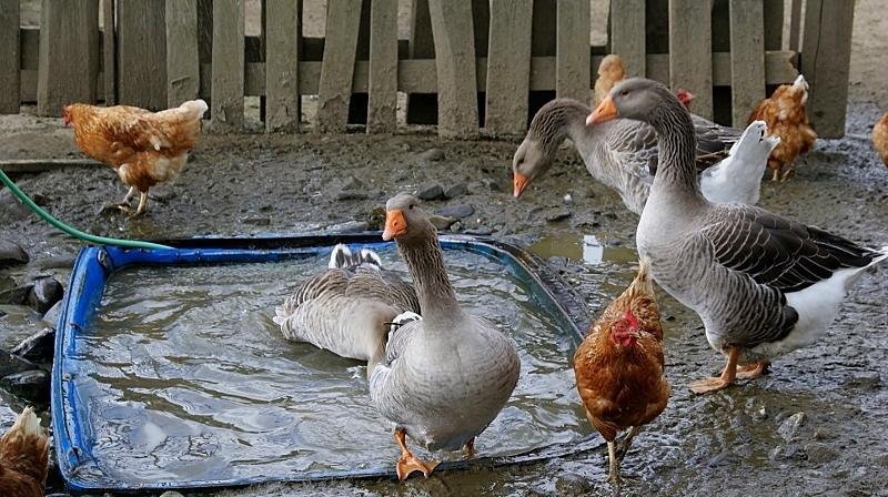 Penzion Zlatny Potok Mutne Ngoại thất bức ảnh